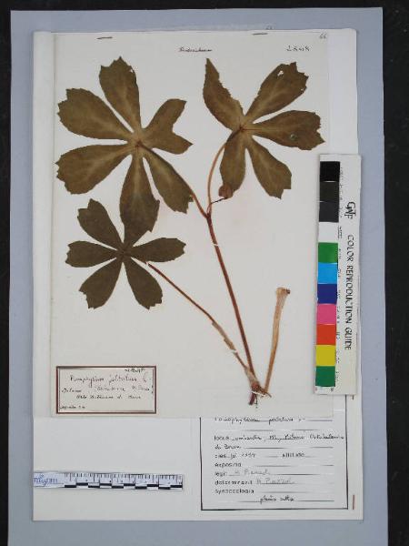 Podophyllum peltatum L.