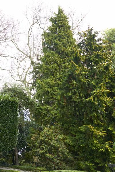 Chamaecyparis lawsoniana (Murray) Parl.