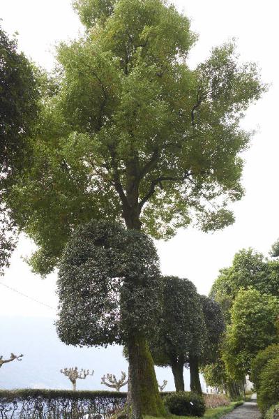 Cinnamomum camphora (L.) J. Presl.