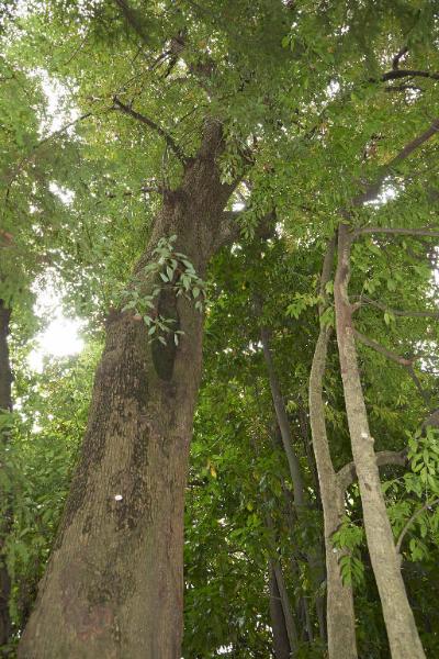 Cinnamomum camphora (L.) J. Presl.