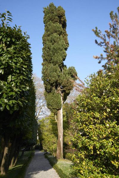 Cupressus sempervirens L.