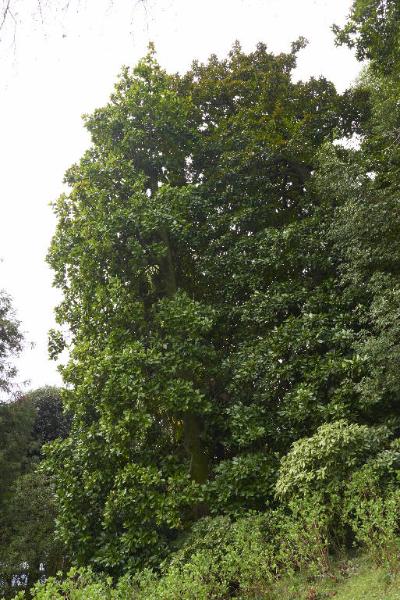 Magnolia grandiflora D. Don