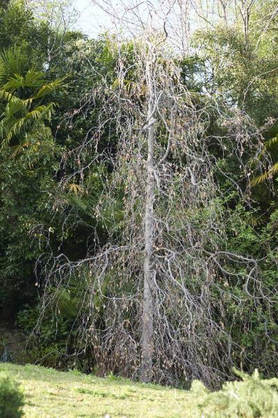 Fagus sylvatica L.