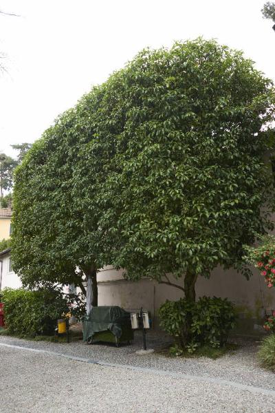 Osmanthus yunnanensis (Franch.) P. Green