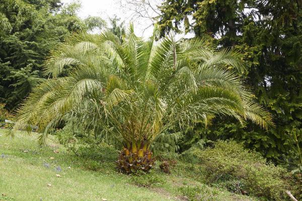 Phoenix canariensis Chabaud