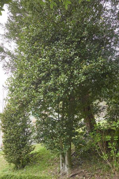 Osmanthus yunnanensis (Franch.) P. Green