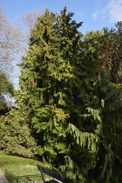 Thuja plicata D. Don