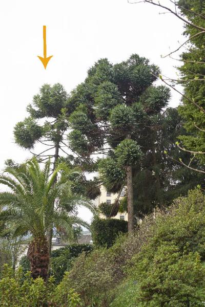 Araucaria angustifolia (Bertol.) Kuntze