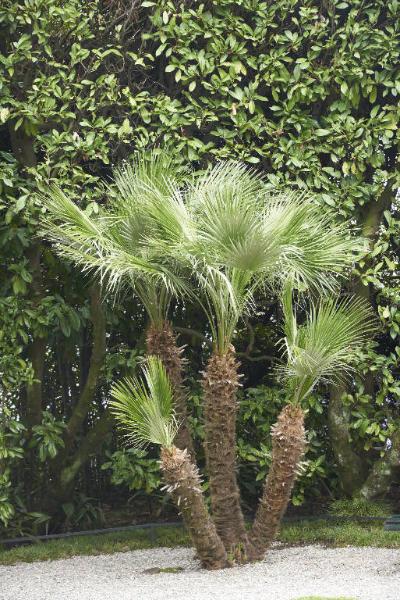 Chamaerops humilis L.