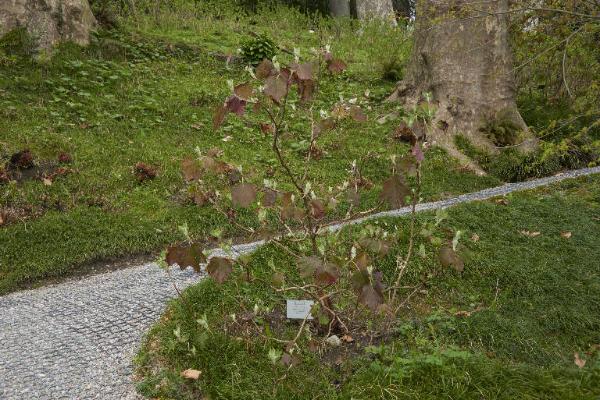 Hydrangea quercifolia W. Bartram