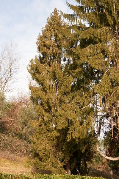 Picea abies (L.) H. Karst