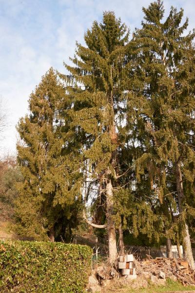 Picea abies (L.) H. Karst