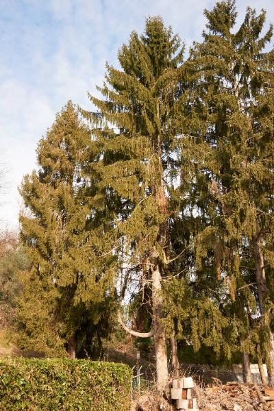 Picea abies (L.) H. Karst