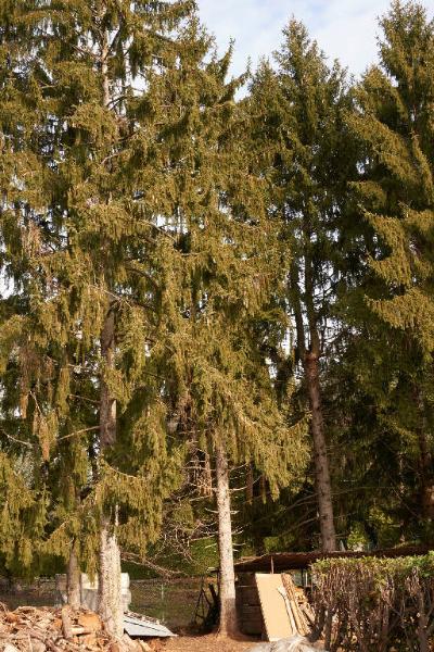 Picea abies (L.) H. Karst