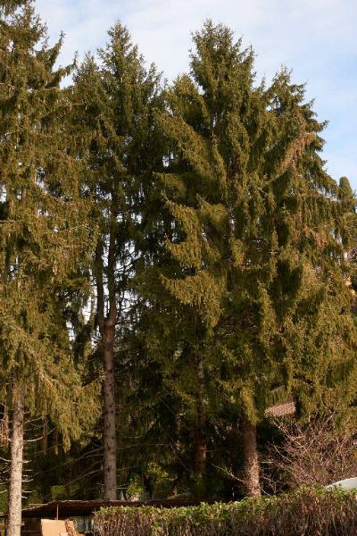 Picea abies (L.) H. Karst