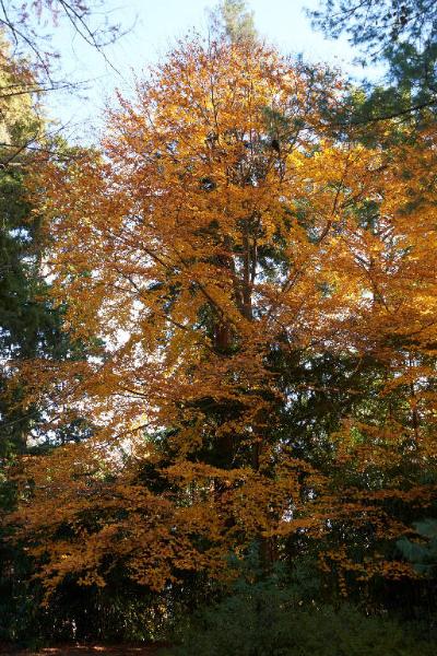 Fagus sylvatica L.