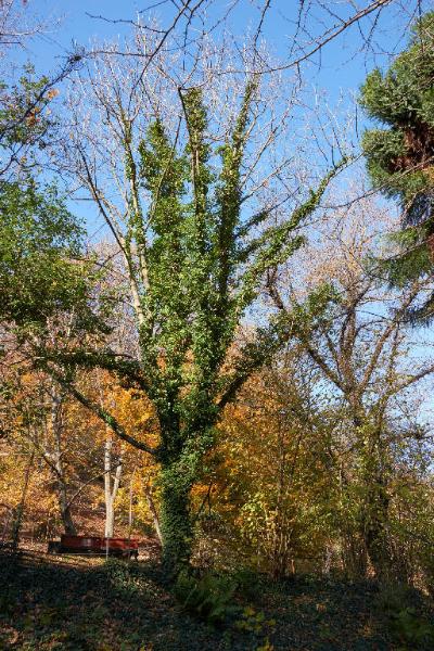 Fraxinus excelsior L.