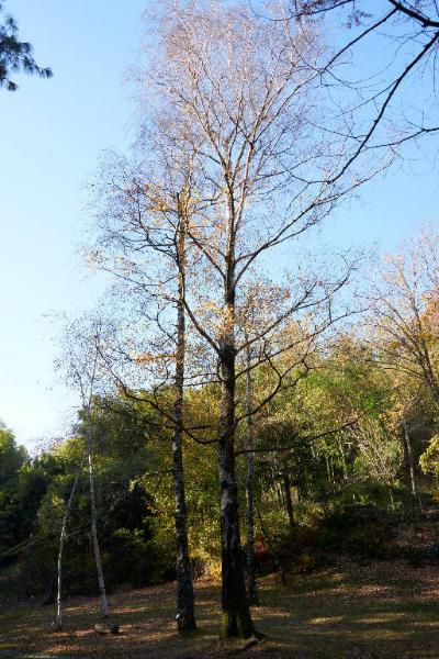 Betula pubescens (alba) Ehrh.