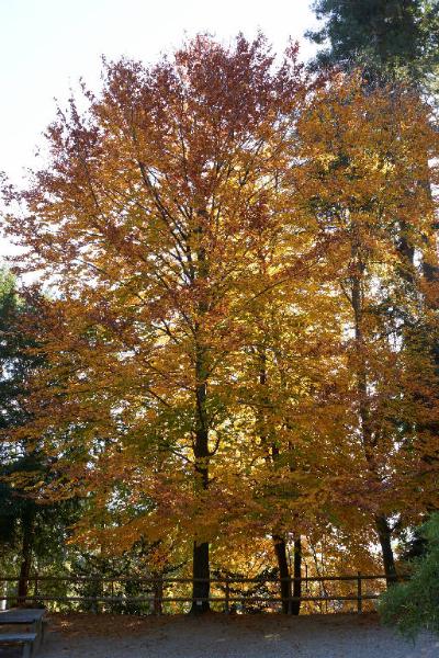 Fagus sylvatica L.