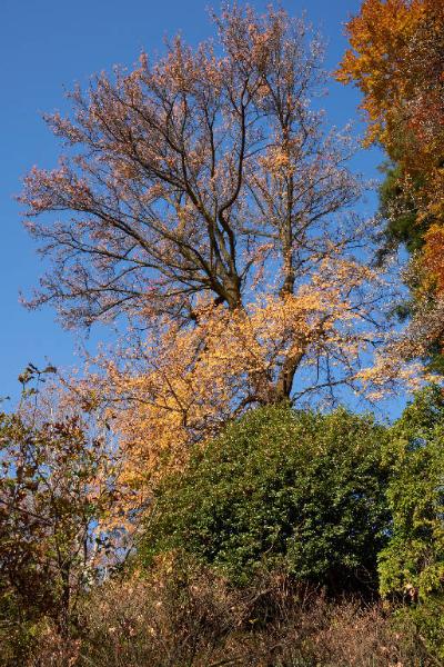 Sequoia sempervirens (D.Don) Endl.