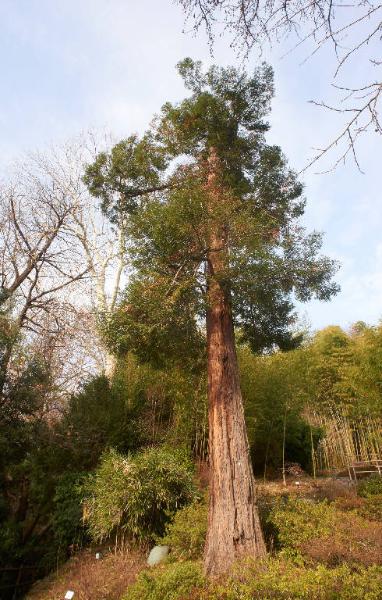 Fagus sylvatica L.