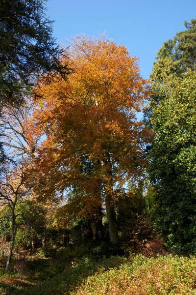 Platanus spp.