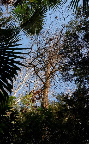 Platanus orientalis L.