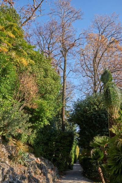 Platanus orientalis L.