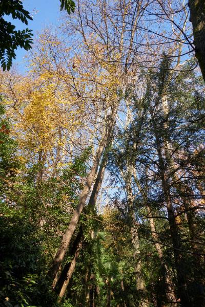 Tilia cordata Mill.