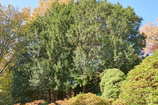 Chamaecyparis lawsoniana (A.Murray bis)