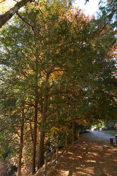 Fagus sylvatica L.