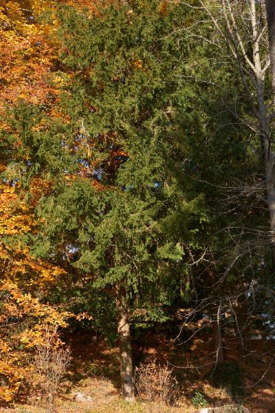 Sequoia sempervirens (D.Don) Endl.