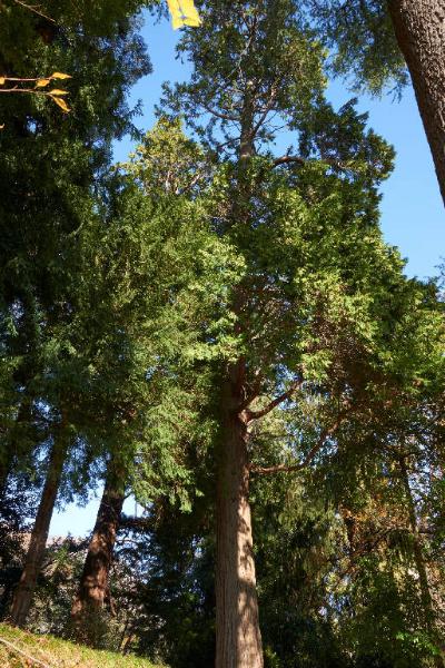 Sequoia sempervirens (D.Don) Endl.