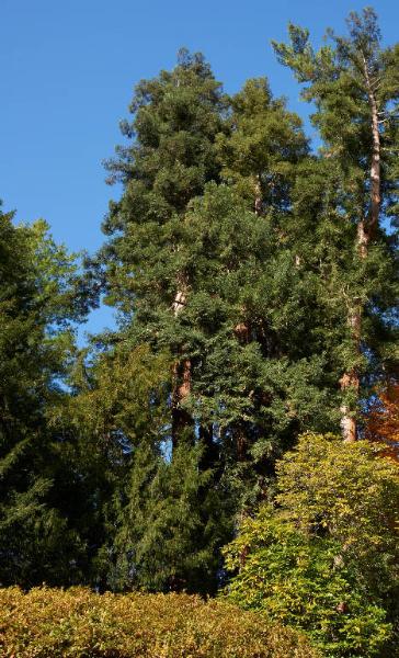 Sequoia sempervirens (D.Don) Endl.