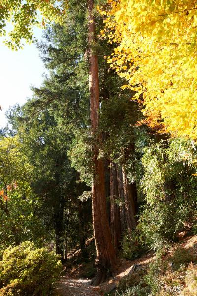 Sequoia sempervirens (D.Don) Endl.