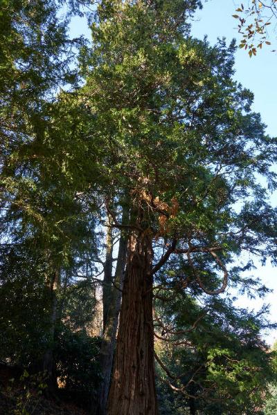 Cedrus deodora (Roxb.exD.Don)G