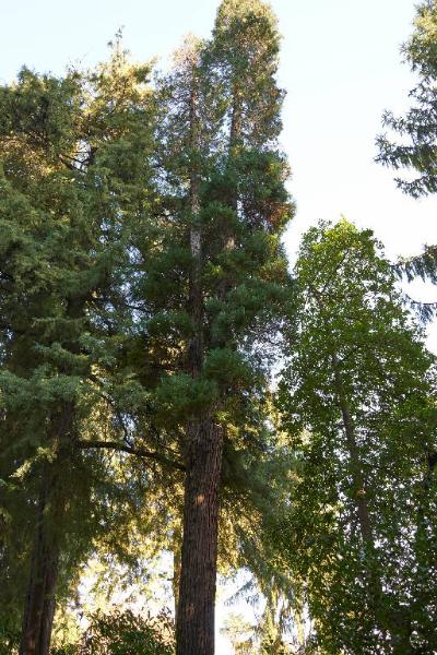 Picea abies (L.)H.Karst