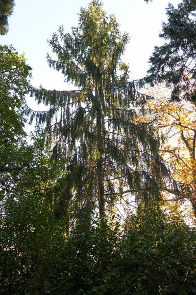 Sequoia sempervirens (D.Don)Endl.