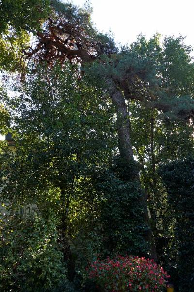 Rhododendron arboreum Sm.