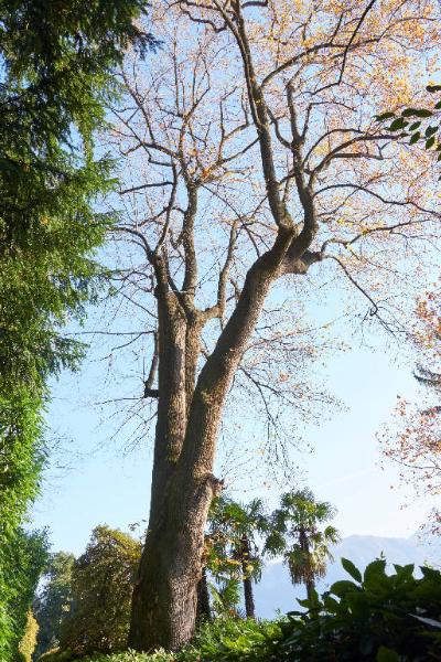 Platanus orientalis L.