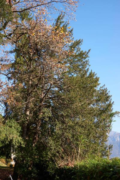 Taxus baccata L.