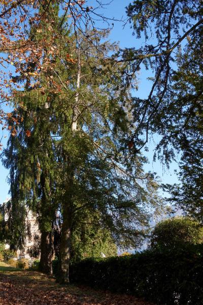 Picea abies (L.) H.Karst