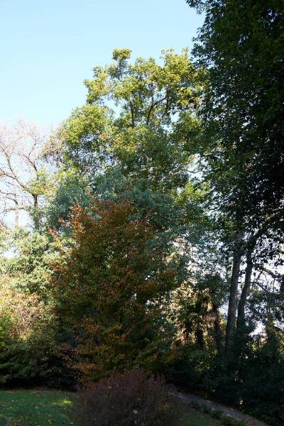 Acer pseudoplatanus L.