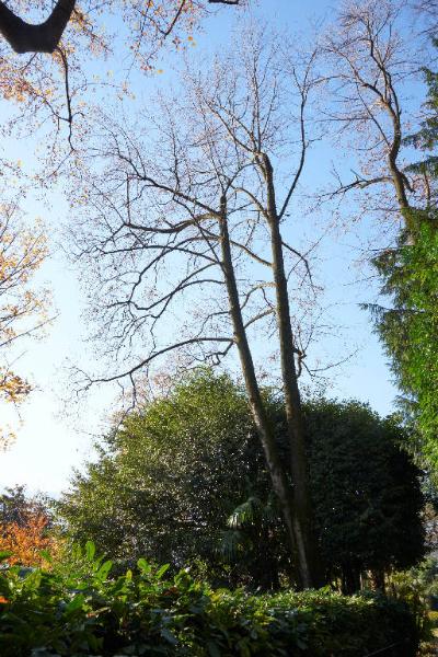 Magnolia grandiflora L.