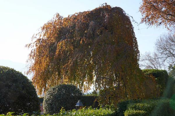 Fagus sylvatica L.