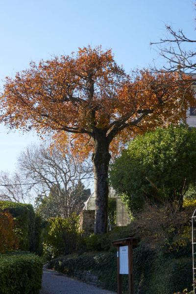 Platanus orientalis L.