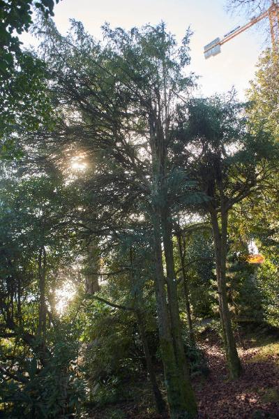 Cryptomeria japonica (Thunb. Ex I. f.)