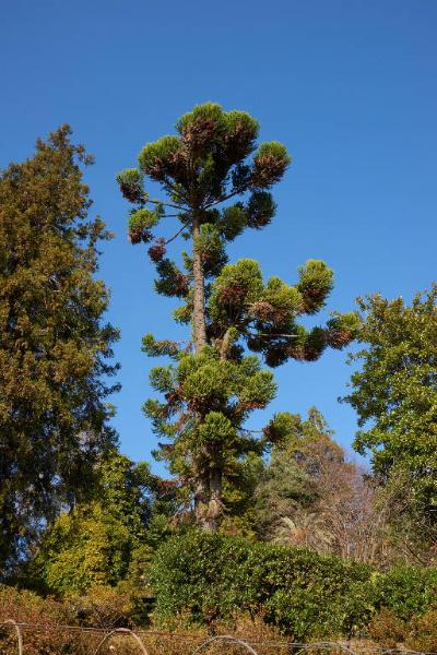 Magnolia grandiflora L.