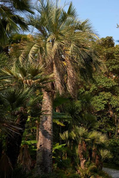 Phoenix sylvestris (L.) Roxb.