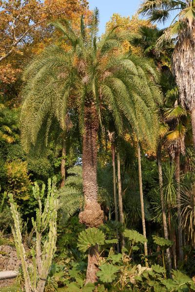 Phoenix canariensis Chabaud